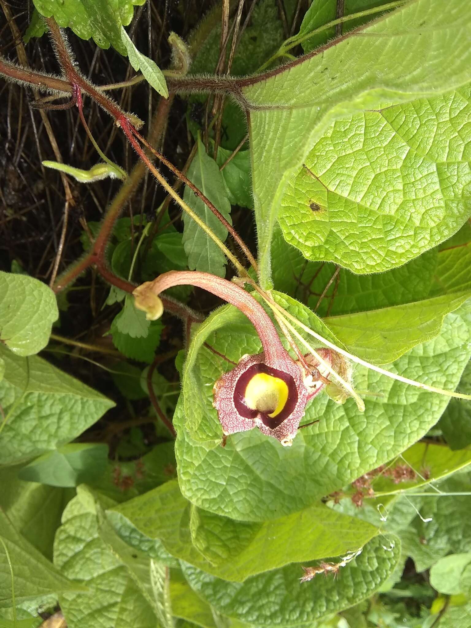 Image of Aristolochia foetida Kunth