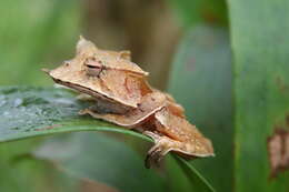 Image of Hemiphractus elioti Hill, Martin, Stanley & Mendelson 2018