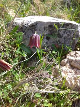 Fritillaria graeca Boiss. & Spruner resmi