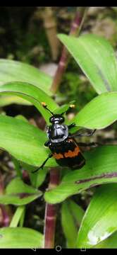 Image of Nicrophorus (Nicrophorus) mexicanus (Matthews & A. 1887)