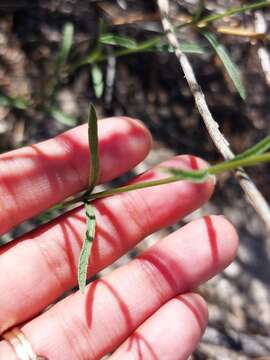 Image de Verbena simplex var. orcuttiana (L. M. Perry) N. O'Leary