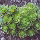 Image of Aeonium lambii Bramwell & Rowley