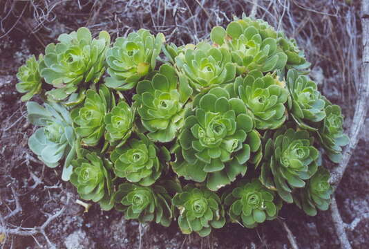 Image de Aeonium lambii Bramwell & Rowley