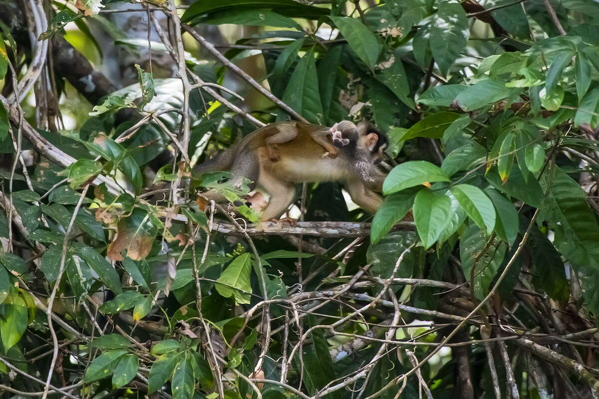 Image of Bare-eared Squirrel Monkey