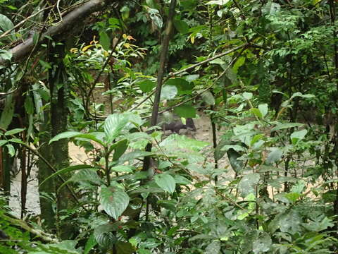 Image of white-lipped peccary