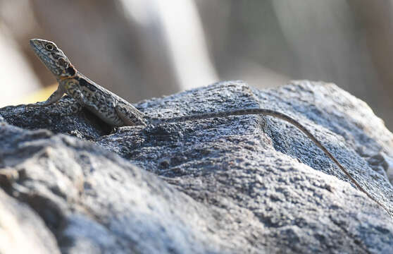 Image of Tawny Crevice-dragon