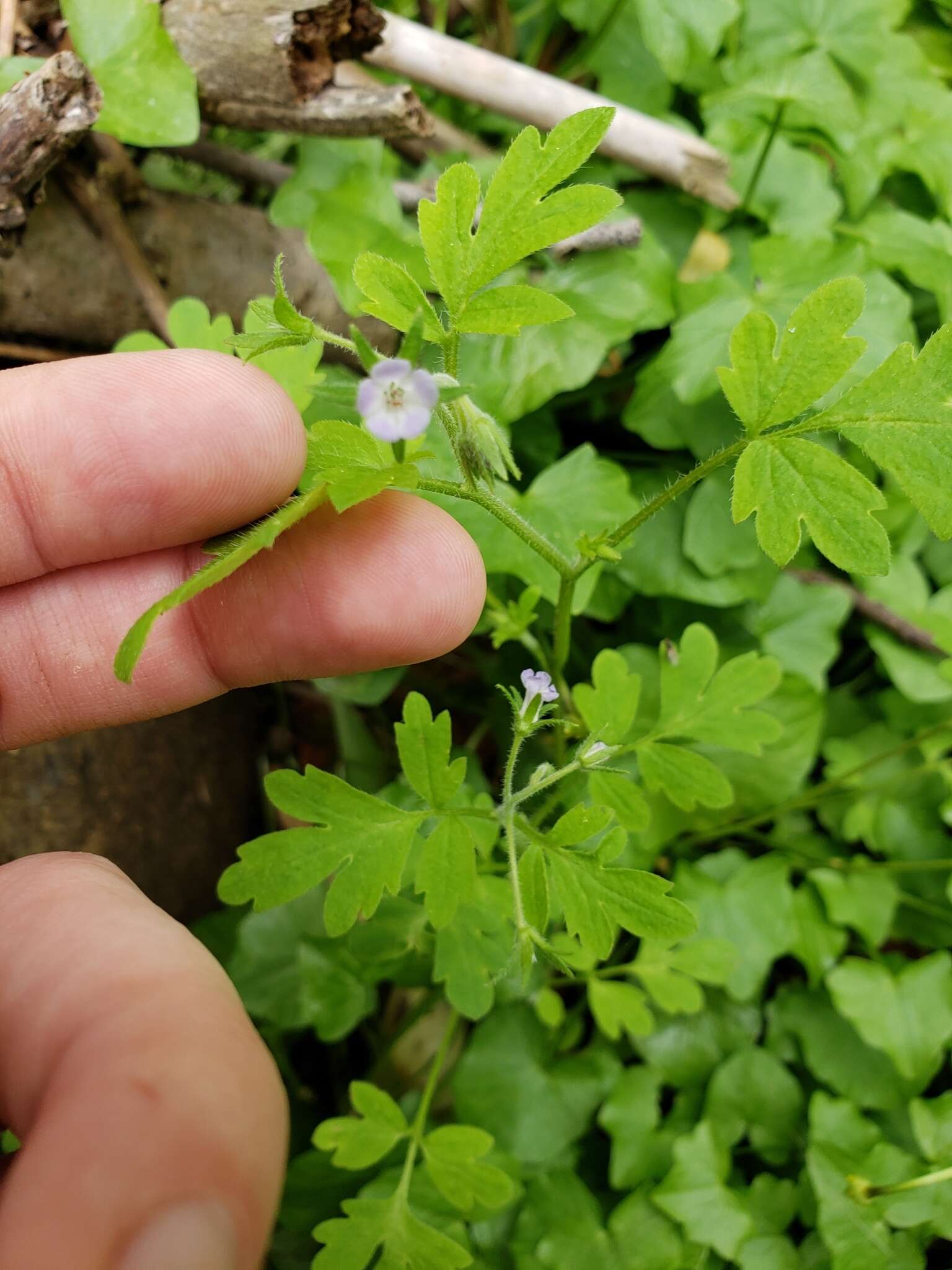 Image of Buttercup Scorpion-Weed