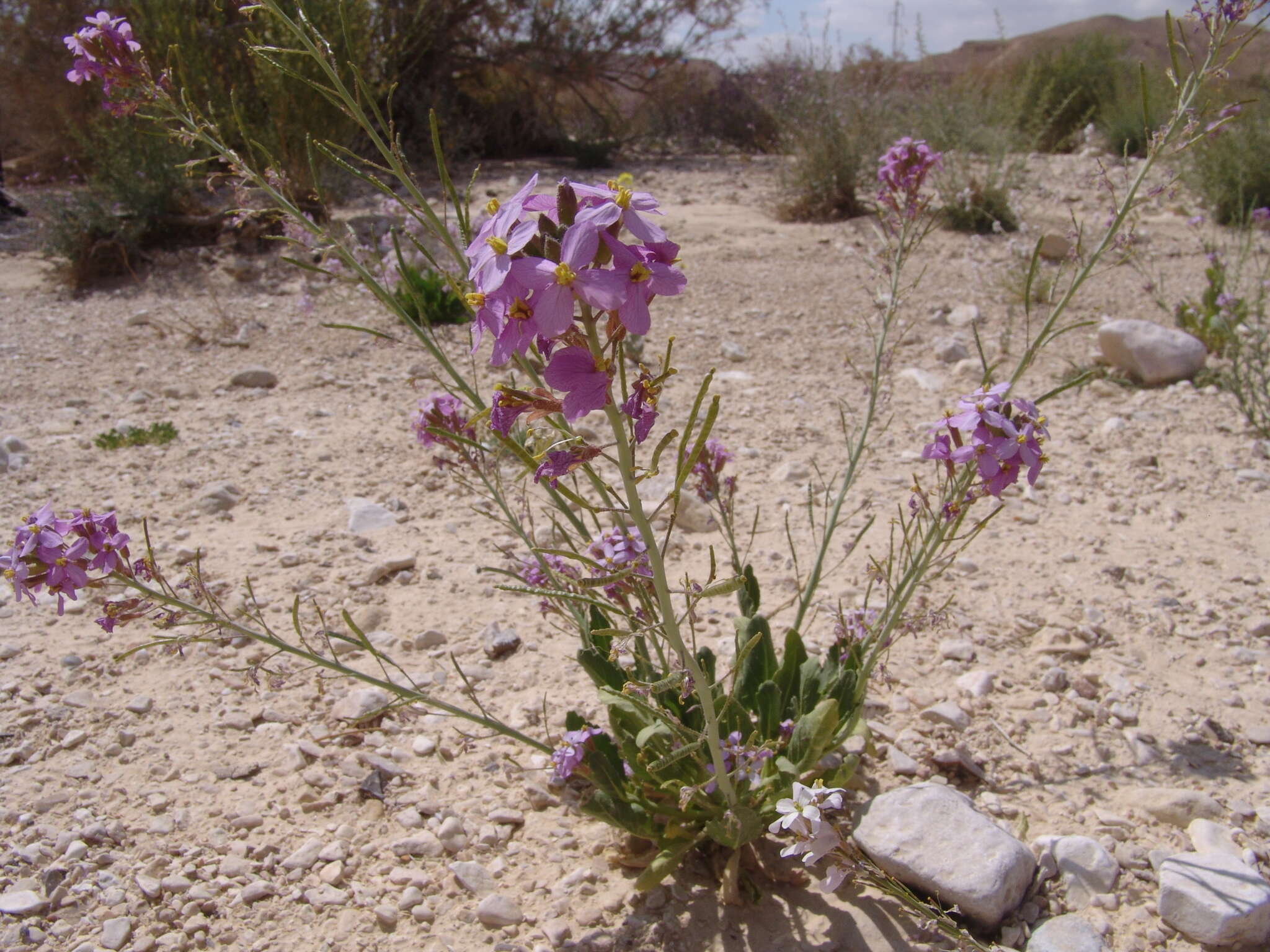 Image of Diplotaxis acris (Forssk.) Boiss.