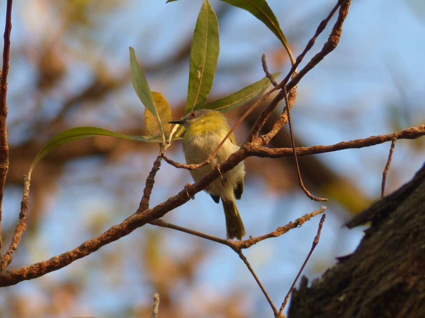 Image of Yellow-breasted Apalis