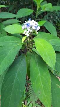 Sivun Hydrangea febrifuga (Lour.) Y. De Smet & Granados kuva