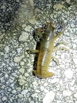 Image of Deceitful Crayfish
