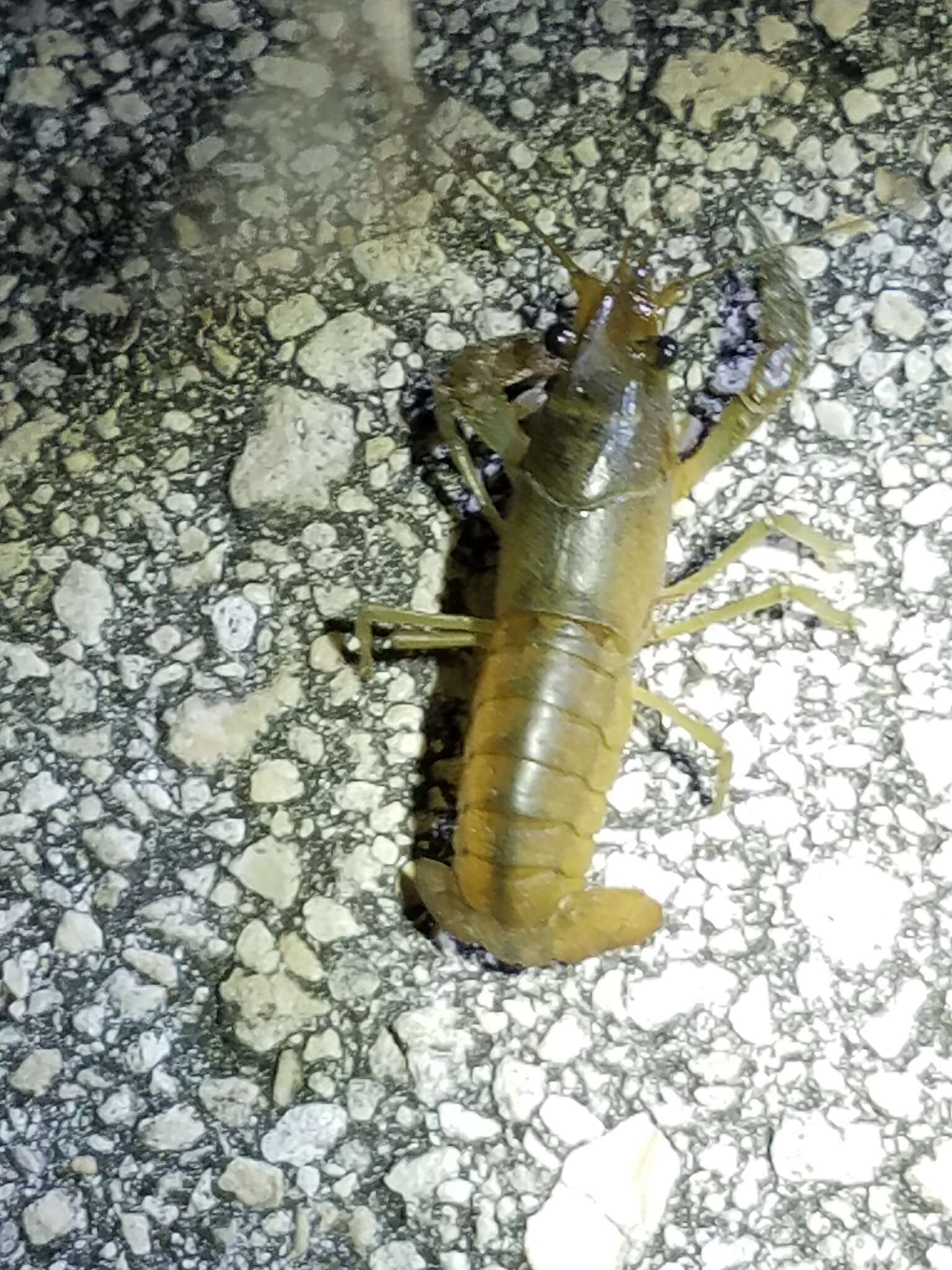 Image of Deceitful Crayfish