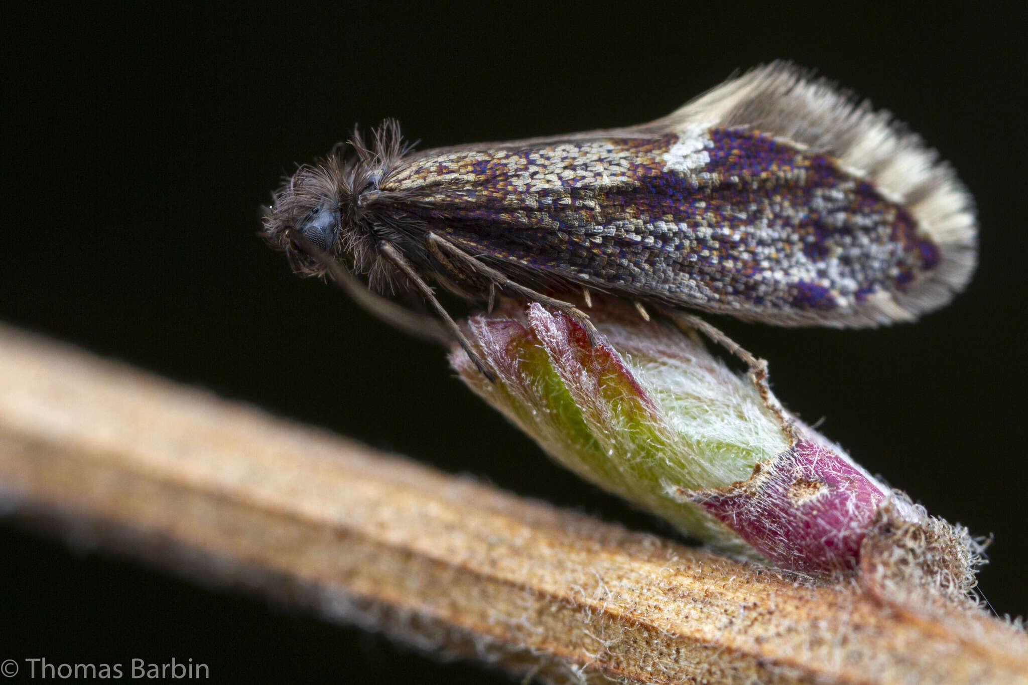 Image of Eriocrania semipurpurella pacifica Davis 1978