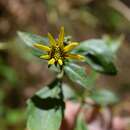 Coreopsis petrophiloides B. L. Rob. & Greenm.的圖片