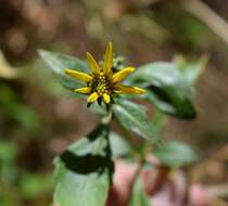 Coreopsis petrophiloides B. L. Rob. & Greenm.的圖片