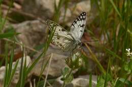 Image of Italian Marbled White