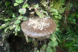 صورة Armillaria novae-zelandiae (G. Stev.) Boesew. 1977