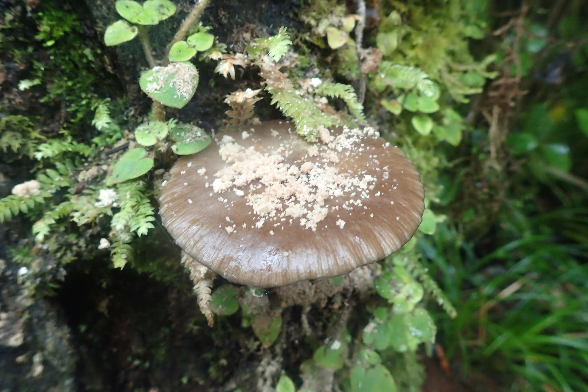 صورة Armillaria novae-zelandiae (G. Stev.) Boesew. 1977