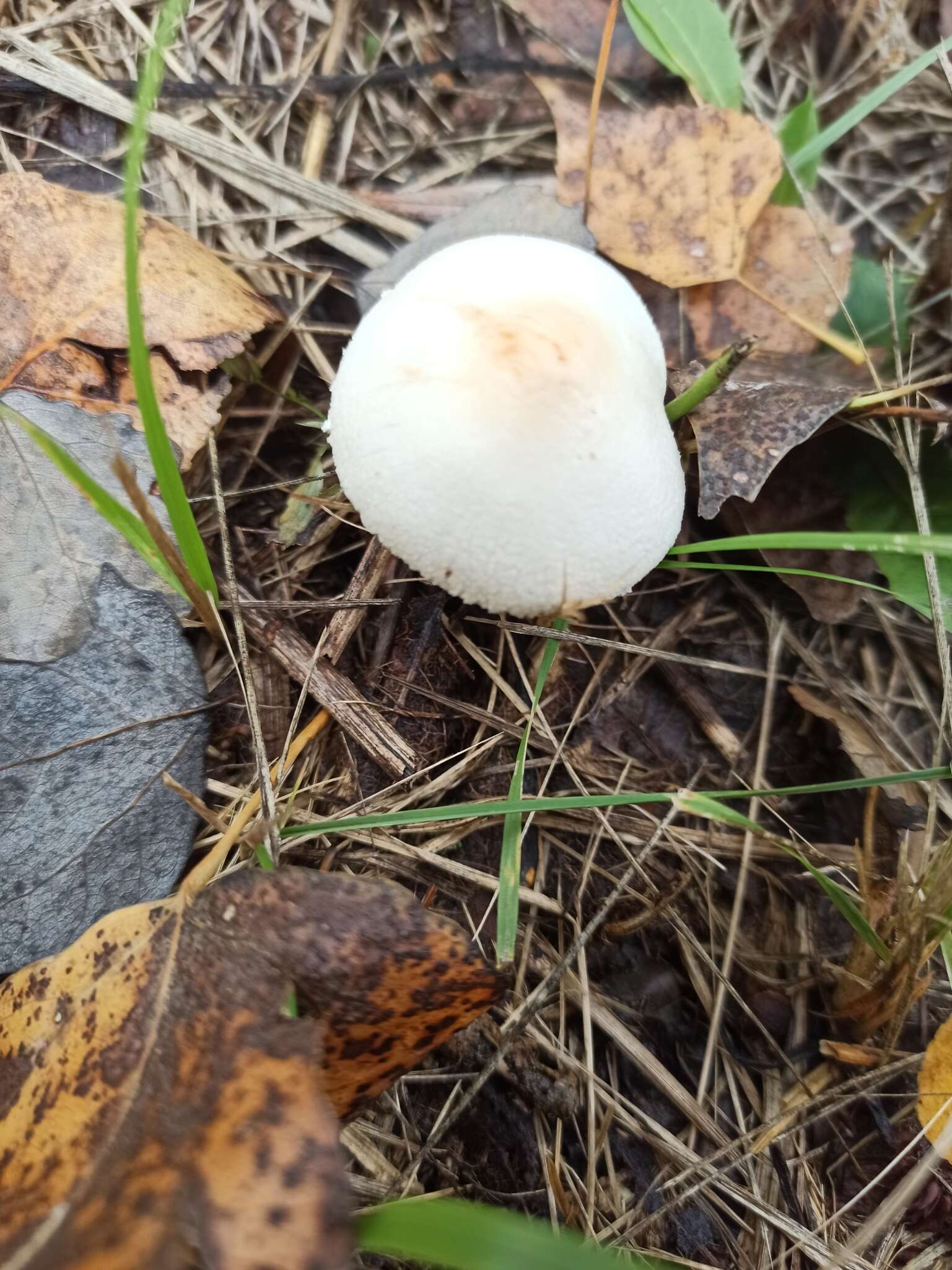 Image of Lepiota oreadiformis Velen. 1920