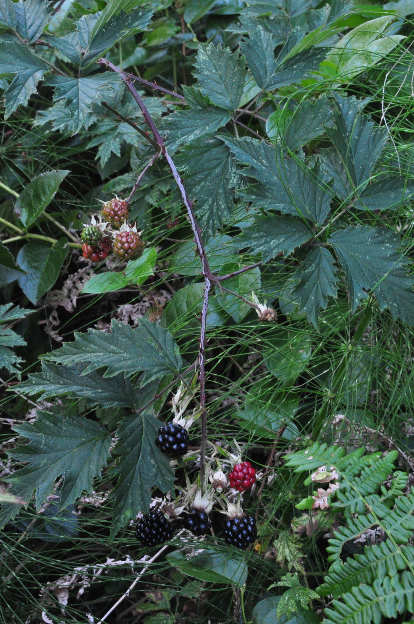 Image of cut-leaved bramble