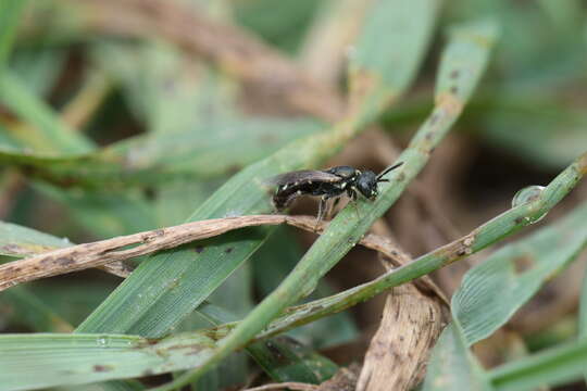 Image of Eight-spotted Perdita