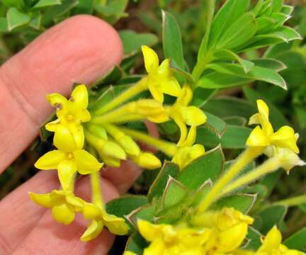 Image of Gnidia anthylloides (L. fil.) Gilg