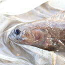 Image of Stout rockfish