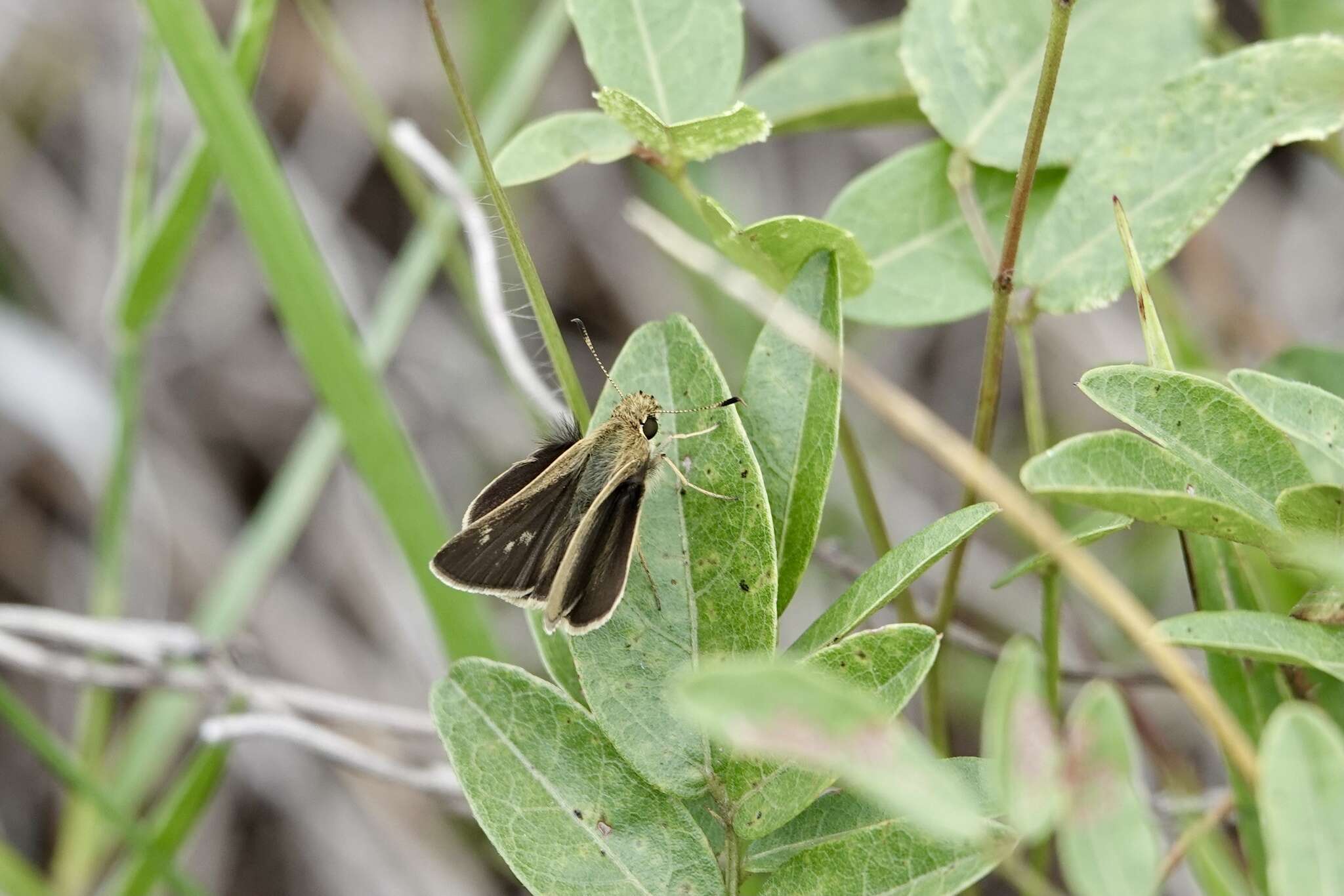 Image of Neamathla Skipper