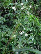 Plancia ëd Clematis meyeniana Walp.