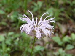 Image of eastern beebalm