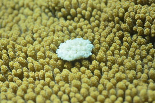 Image of Brush Coral