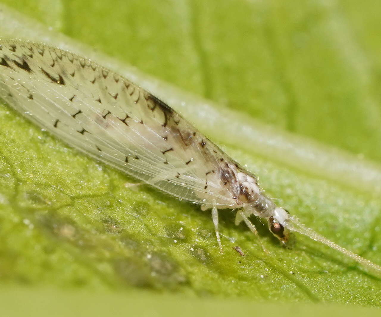 Image of Zachobiella submarginata Esben-Petersen 1929