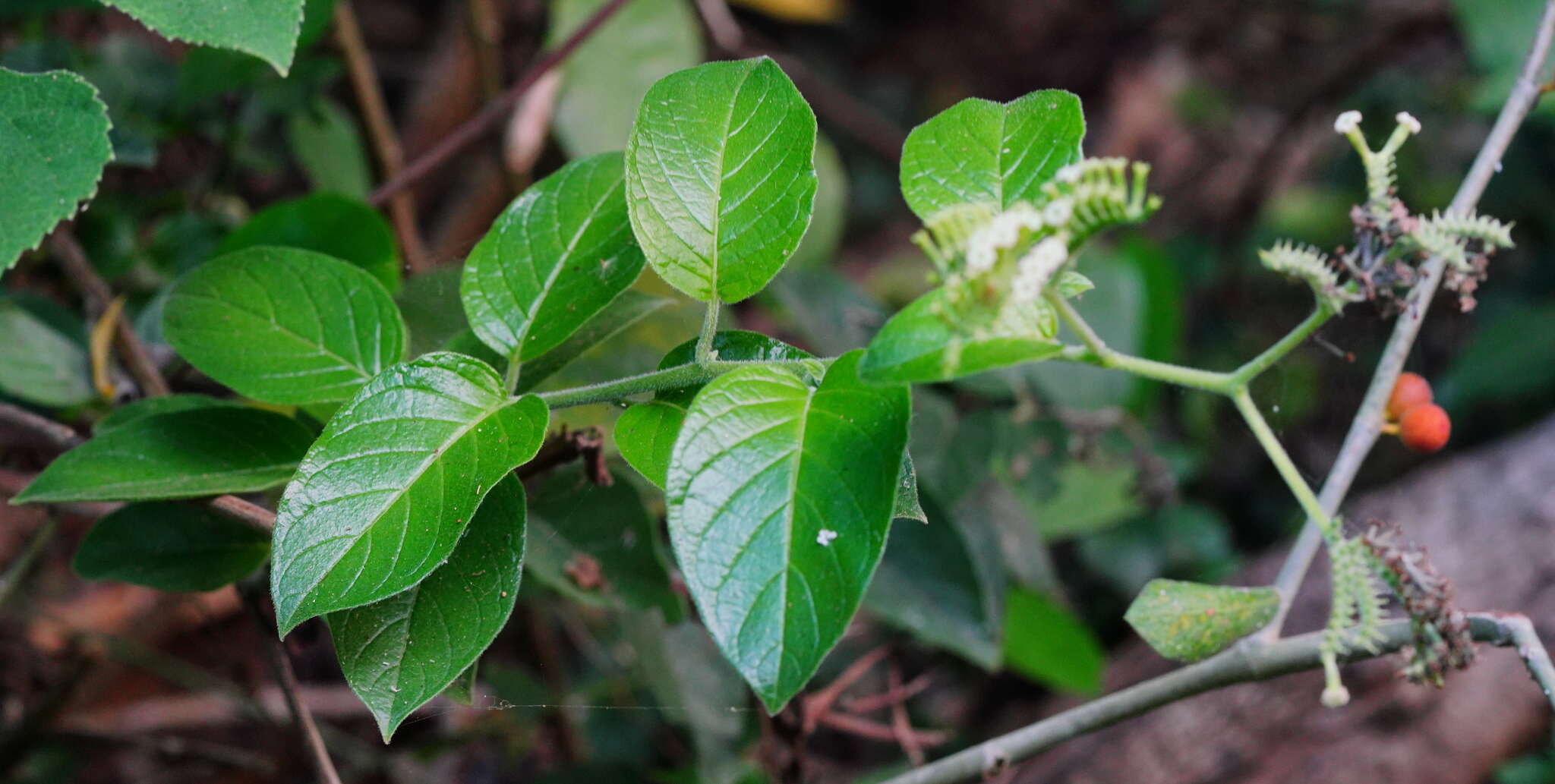 Image of Heliotropium sarmentosum (Lam.) Craven