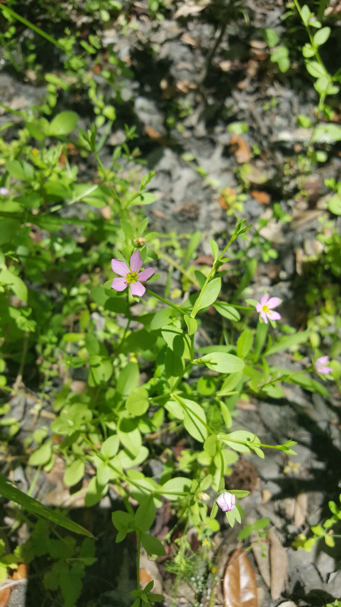 Image of Coastal Rose-Gentian