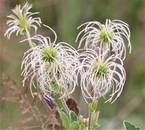 Image of Clematis villosa DC.