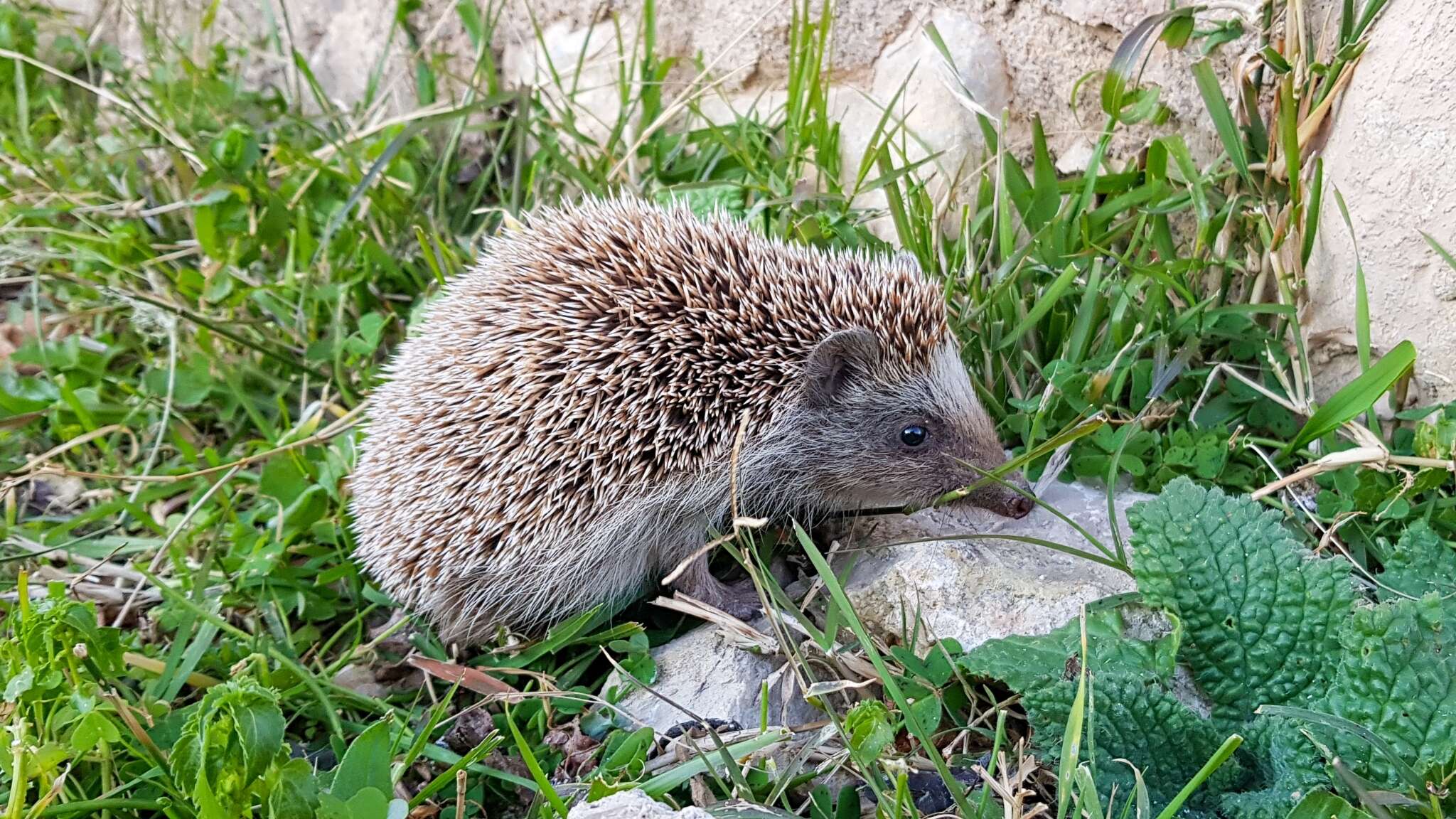 Image of Algerian Hedgehog