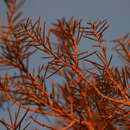 Image of Acacia carneorum Maiden