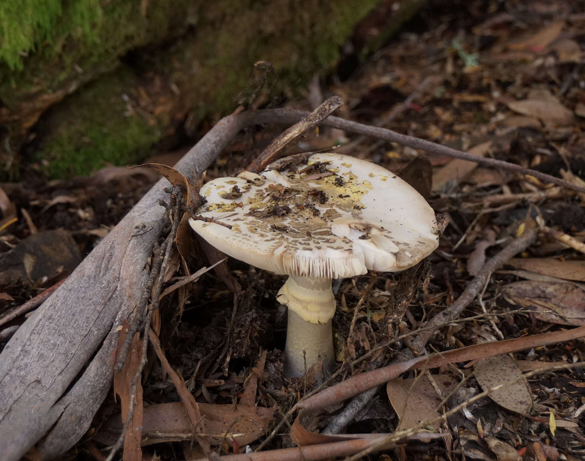 Image de Amanita luteolovelata D. A. Reid 1978