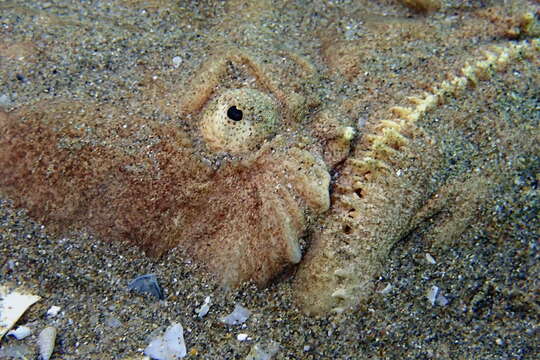 Image of Banded stonelifter