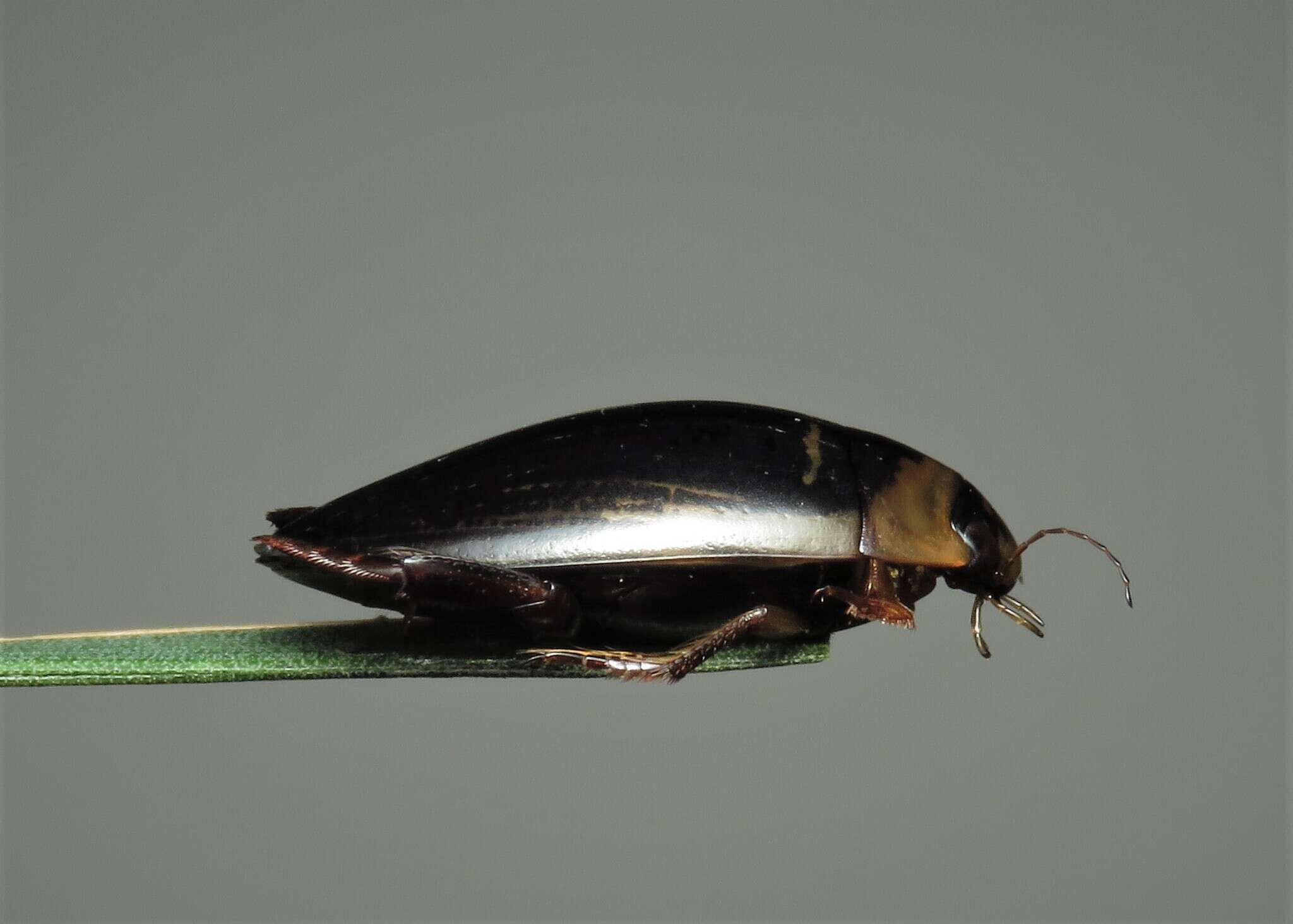 Image of Hydaticus (Hydaticus) transversalis (Pontoppidan 1763)