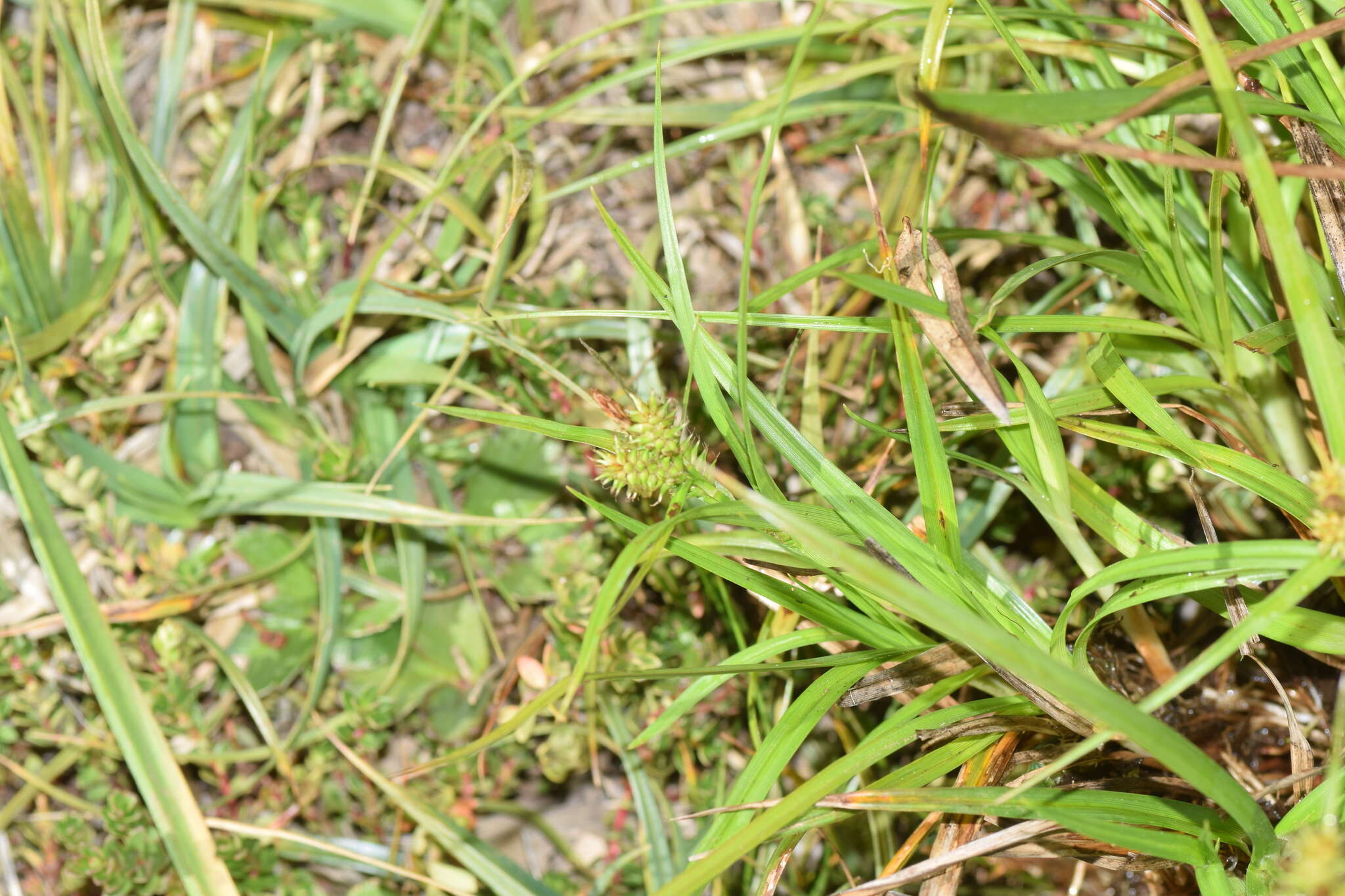 Image of Carex sagei Phil.
