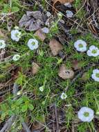 Plancia ëd Cherleria yukonensis (Hultén) A. J. Moore & Dillenb.