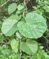 Image of Ipomoea albivenia (Lindl.) Sweet