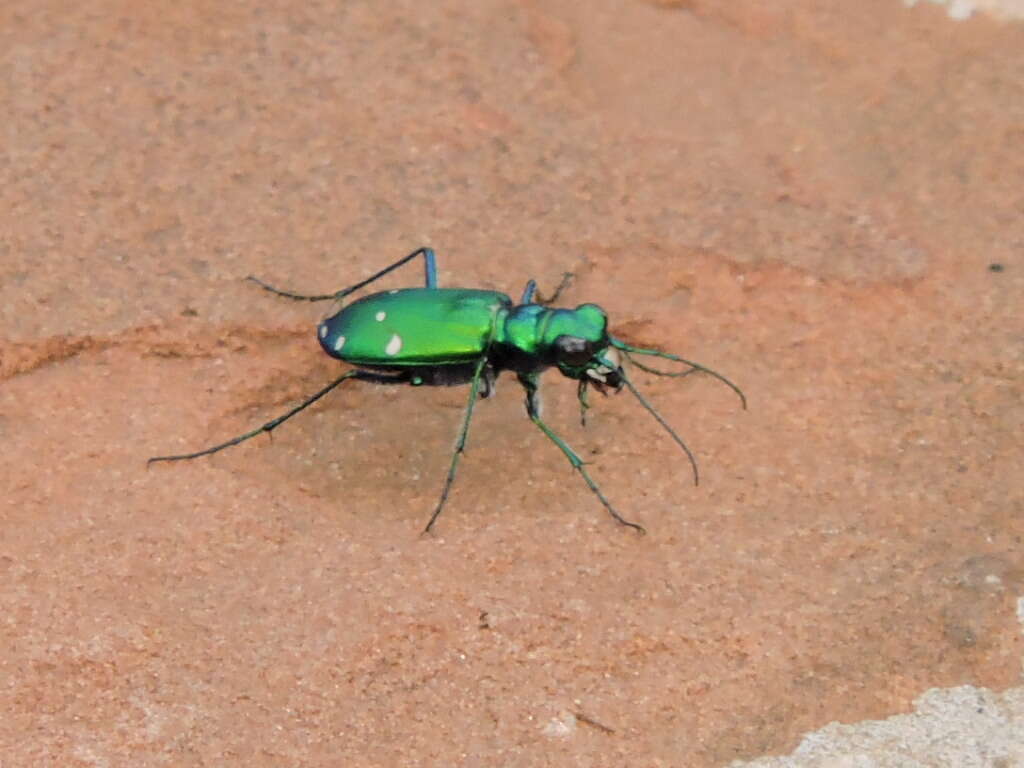 Imagem de Cicindela (Cicindela) sexguttata Fabricius 1775