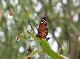 Limenitis archippus watsoni Dos Passos 1938的圖片