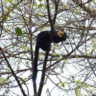 Image of Black Giant Squirrel