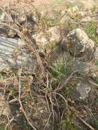 Image of wine grape