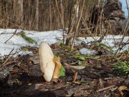 Image de Lentinus brumalis (Pers.) Zmitr. 2010