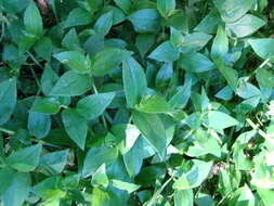 Image of small-leaf spiderwort