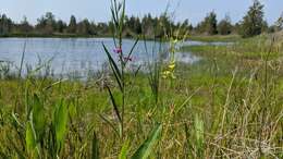 Image of stiff yellow flax